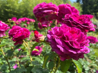 rosier voluptia purple