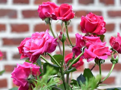 rosier voluptia crazy pink