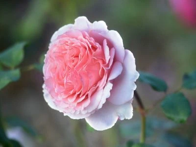 rosier voluptia pink