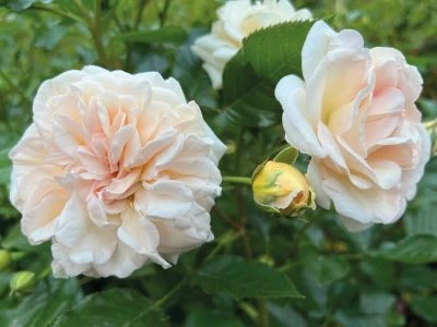 rosier voluptia lovely white