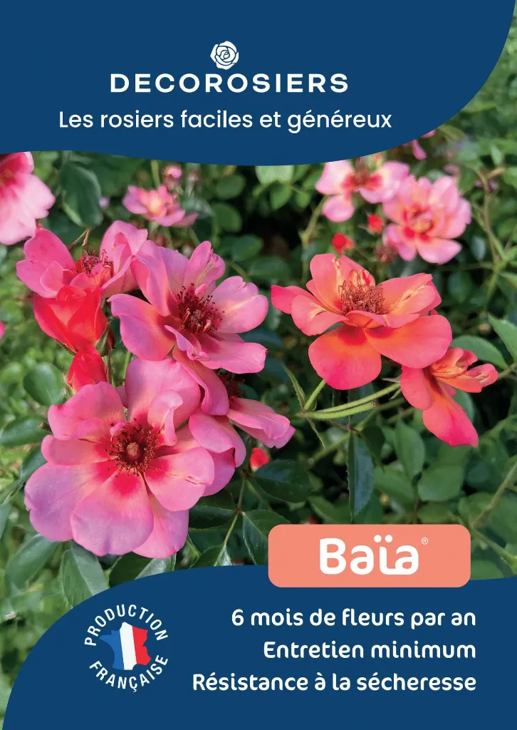 A4_DECOROSIERS_BAIA.webp