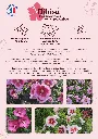 Plaquette Hibisa (Page 1).webp