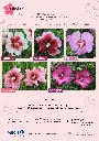 Plaquette Hibisa (Page 2).webp