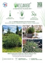 Affiche Rayon A4 Miscanvert_desmartis.jpg