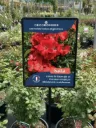 Affichette PVC DECOROSIERS® Isalia®