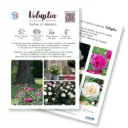 Plaquette A4 VOLUPTIA® recto verso