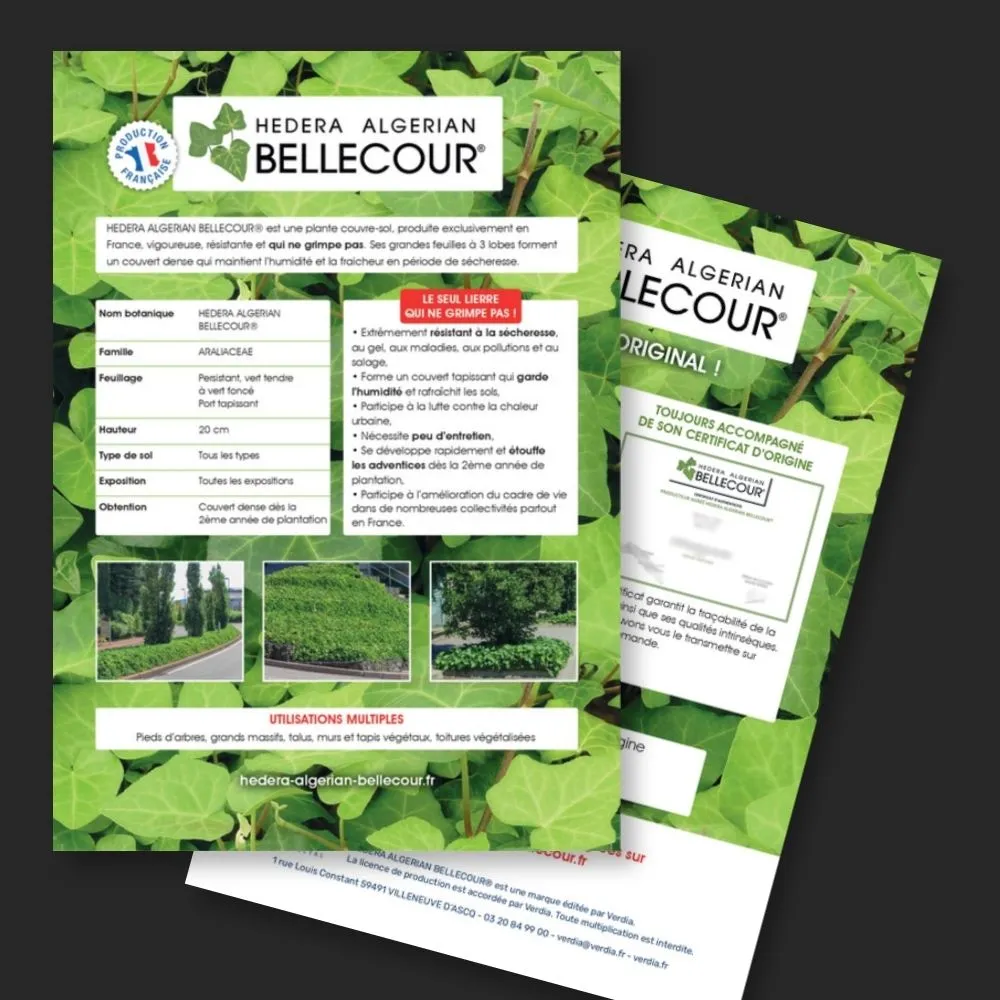Plaquette A4 Hedera Algerian BELLECOUR® recto verso