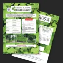Plaquette A4 Hedera Algerian BELLECOUR® recto verso