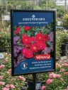 Affichette PVC DECOROSIERS® New Vesuvia®