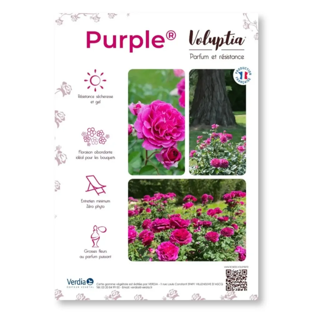 Affichette PVC VOLUPTIA® Purple®