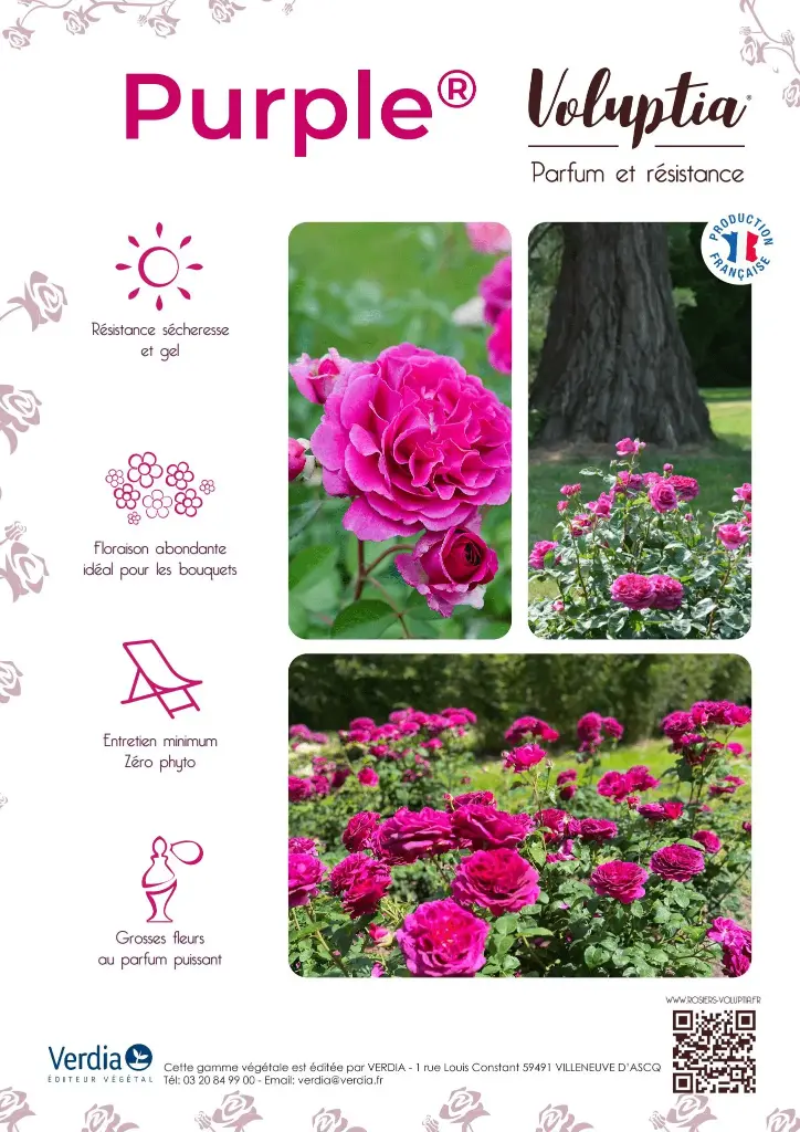 Affichette PVC VOLUPTIA® Purple®