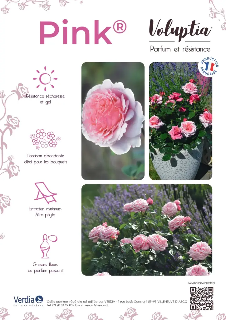 Affichette PVC VOLUPTIA® Pink®