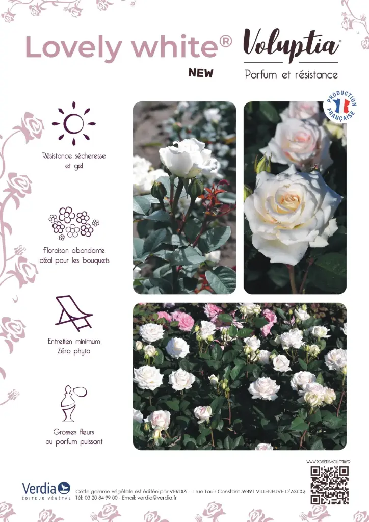 Affichette PVC VOLUPTIA® Amber®