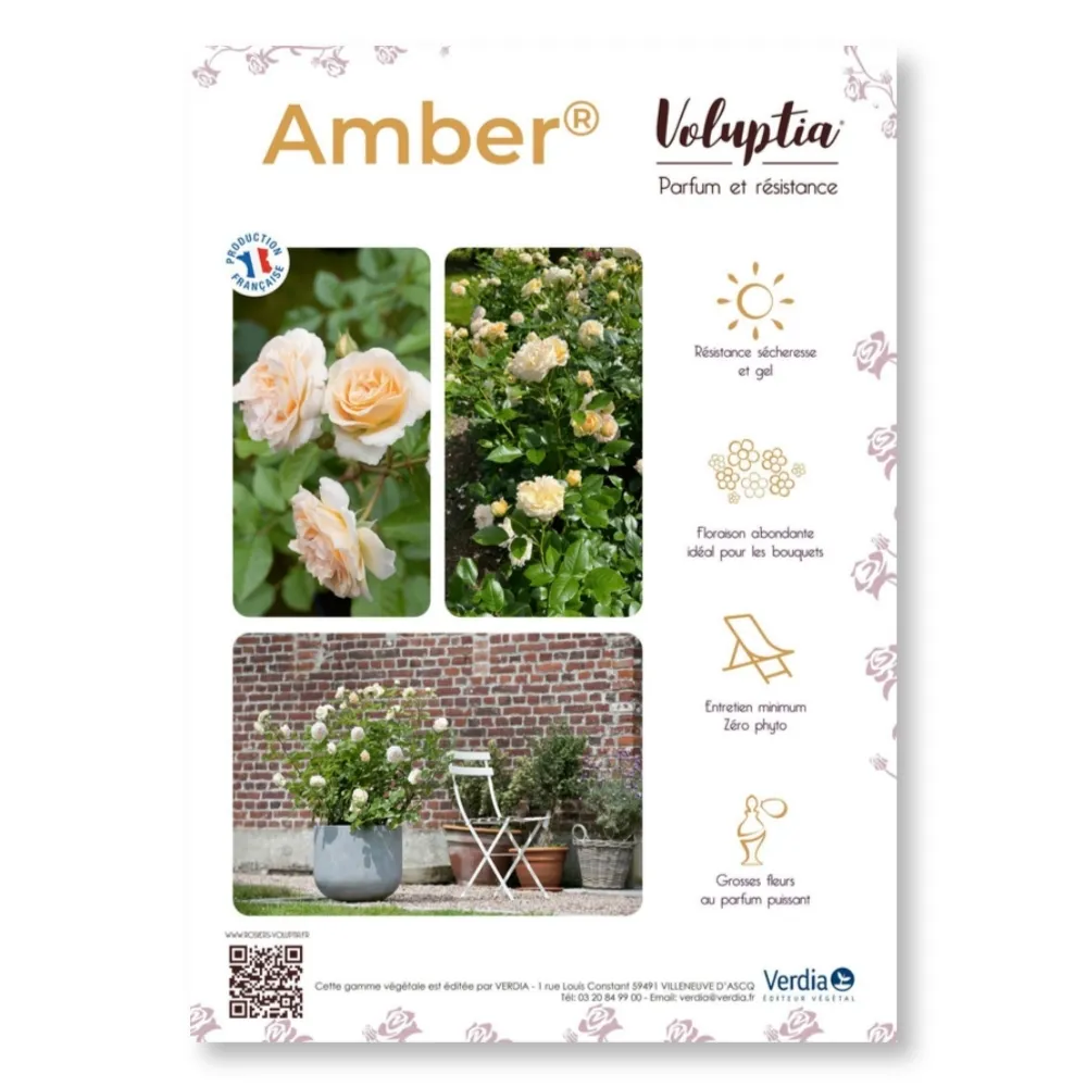 Affichette PVC VOLUPTIA® Amber®