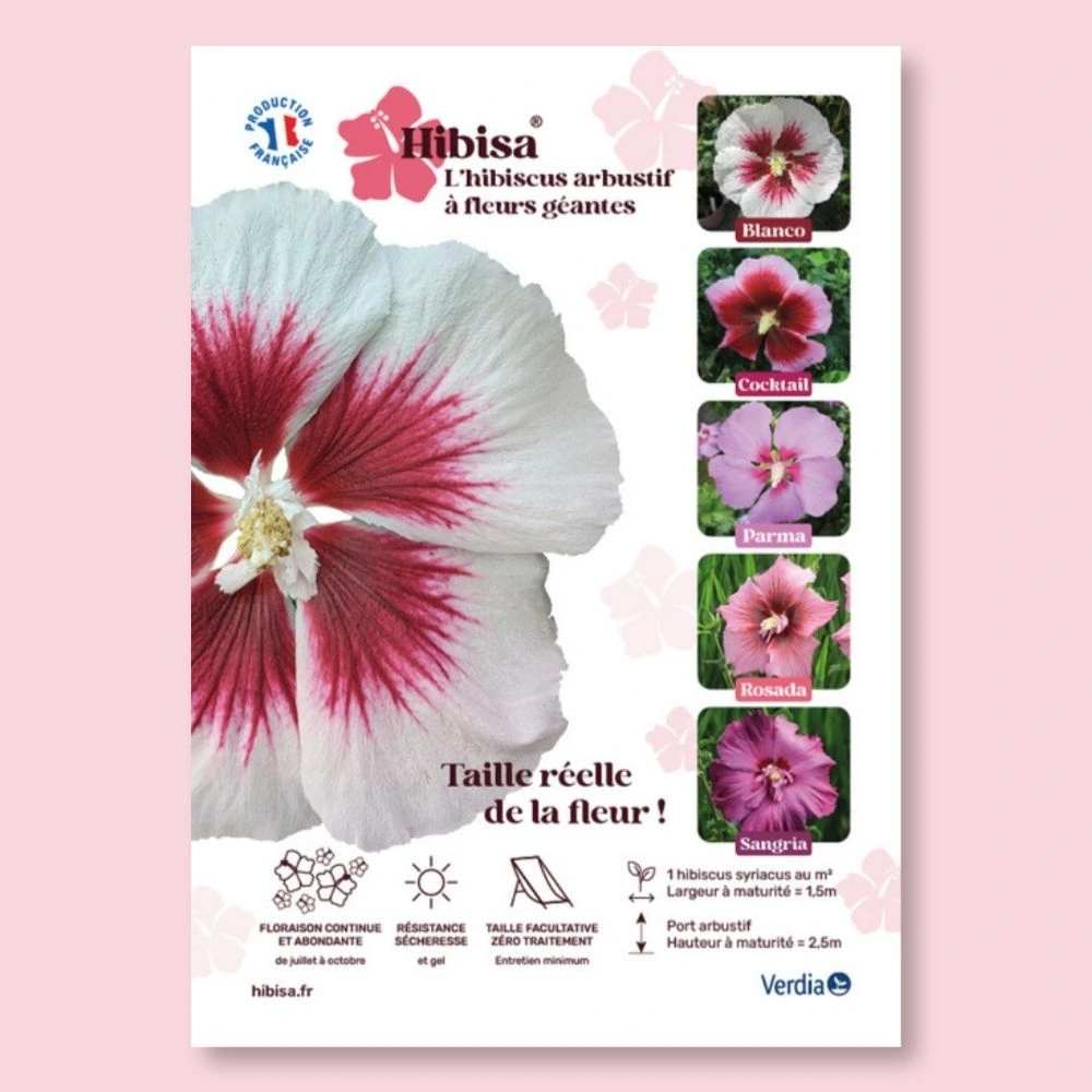 ​Affichette A4 PVC HIBISA BLANCO taille réelle