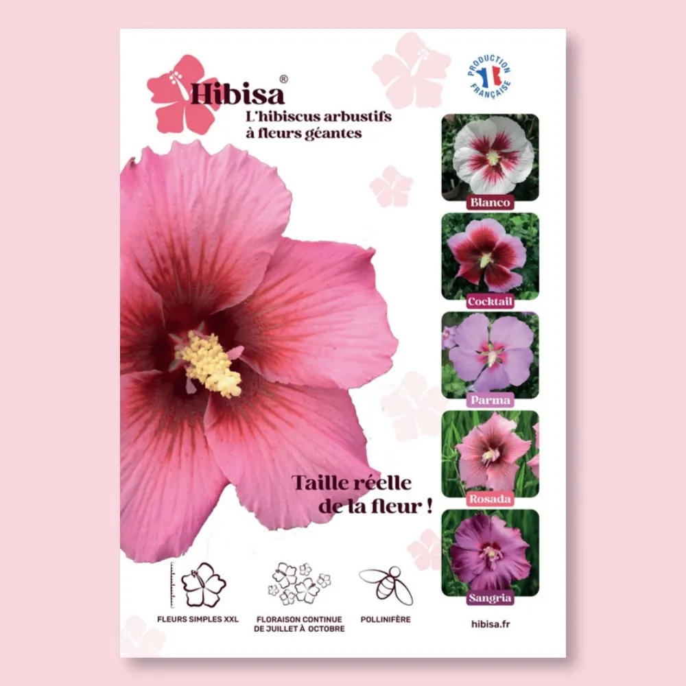​Affiche PVC HIBISA ROSADA