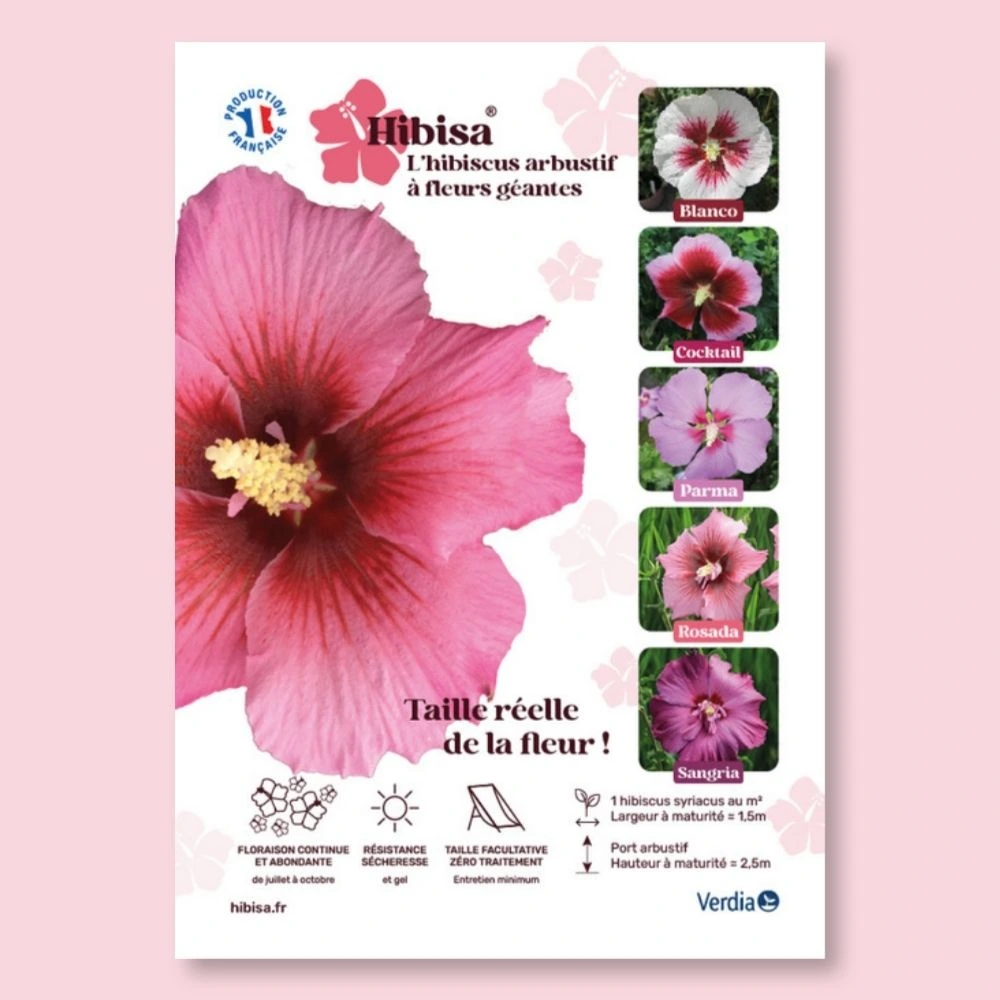 ​Affichette A4 PVC HIBISA ROSADA taille réelle