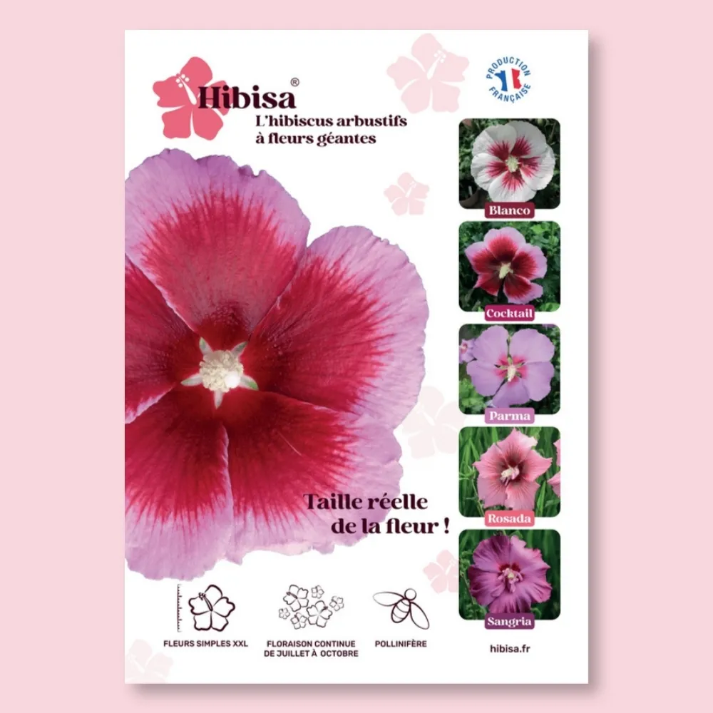 ​Affiche PVC HIBISA COCKTAIL