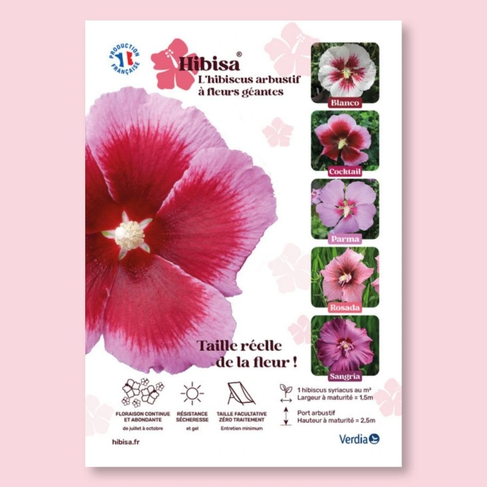 ​Affichette A4 PVC HIBISA COCKTAIL taille réelle