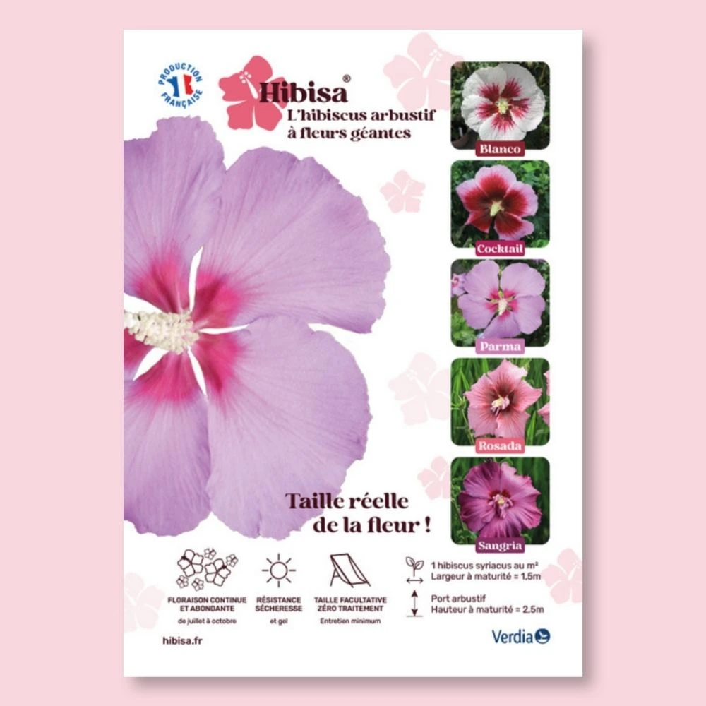 ​Affichette A4 PVC HIBISA PARMA taille réelle