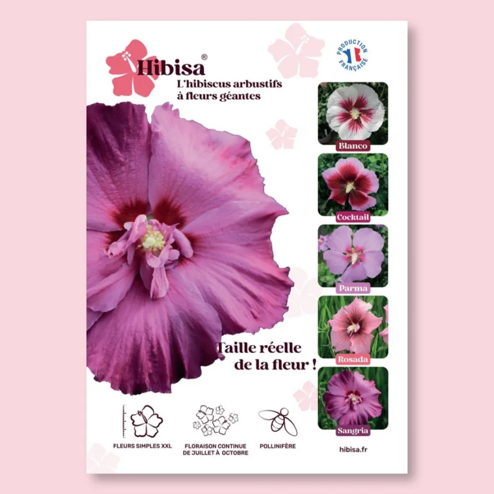 [AFFPVCHIBSAN] ​Affichette PVC HIBISA SANGRIA